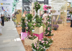 Een van de nieuwste Sundaville Double Blush Pink, de eerste dubbelbloemige mandevilla die op 15 juni werd bekroond met de FleuroStar 2023-24 award.